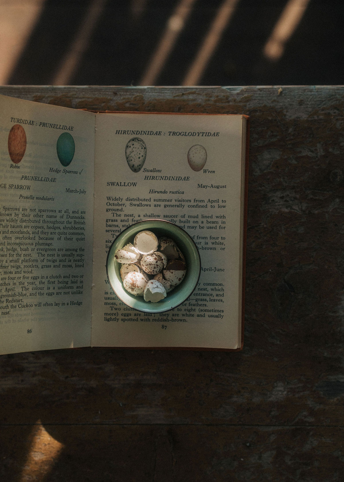 A bowl of collected barn swallow eggs on an open book.