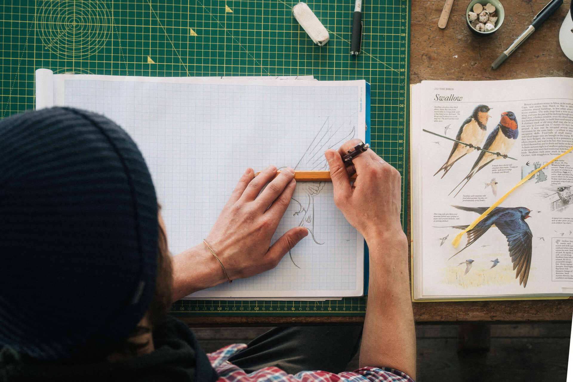 Overhead photo of an artist drawing barn swallow wings with a ruler and pencil at a desk.