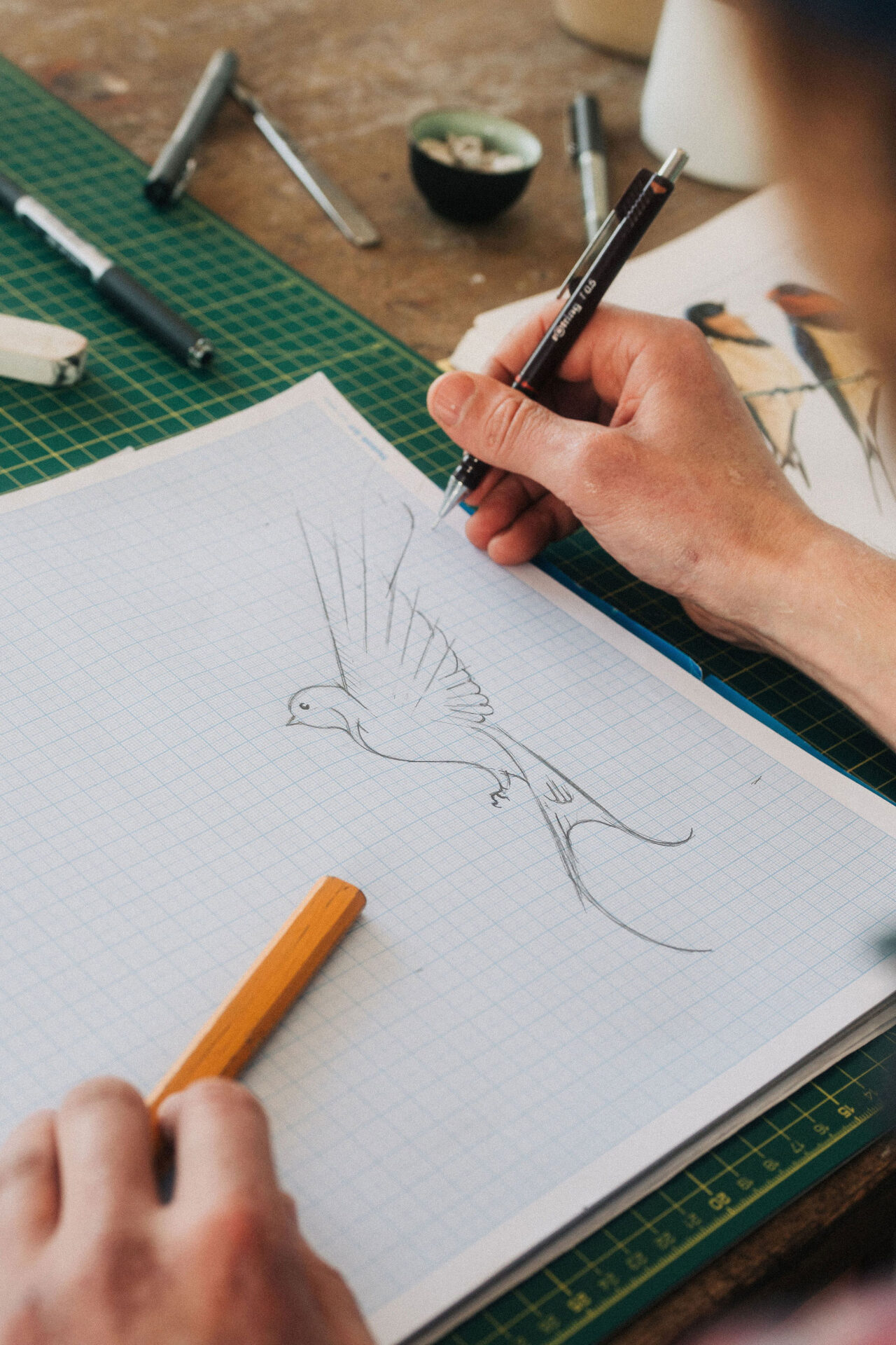 Artist sketching barn swallows at a desk in the studio.
