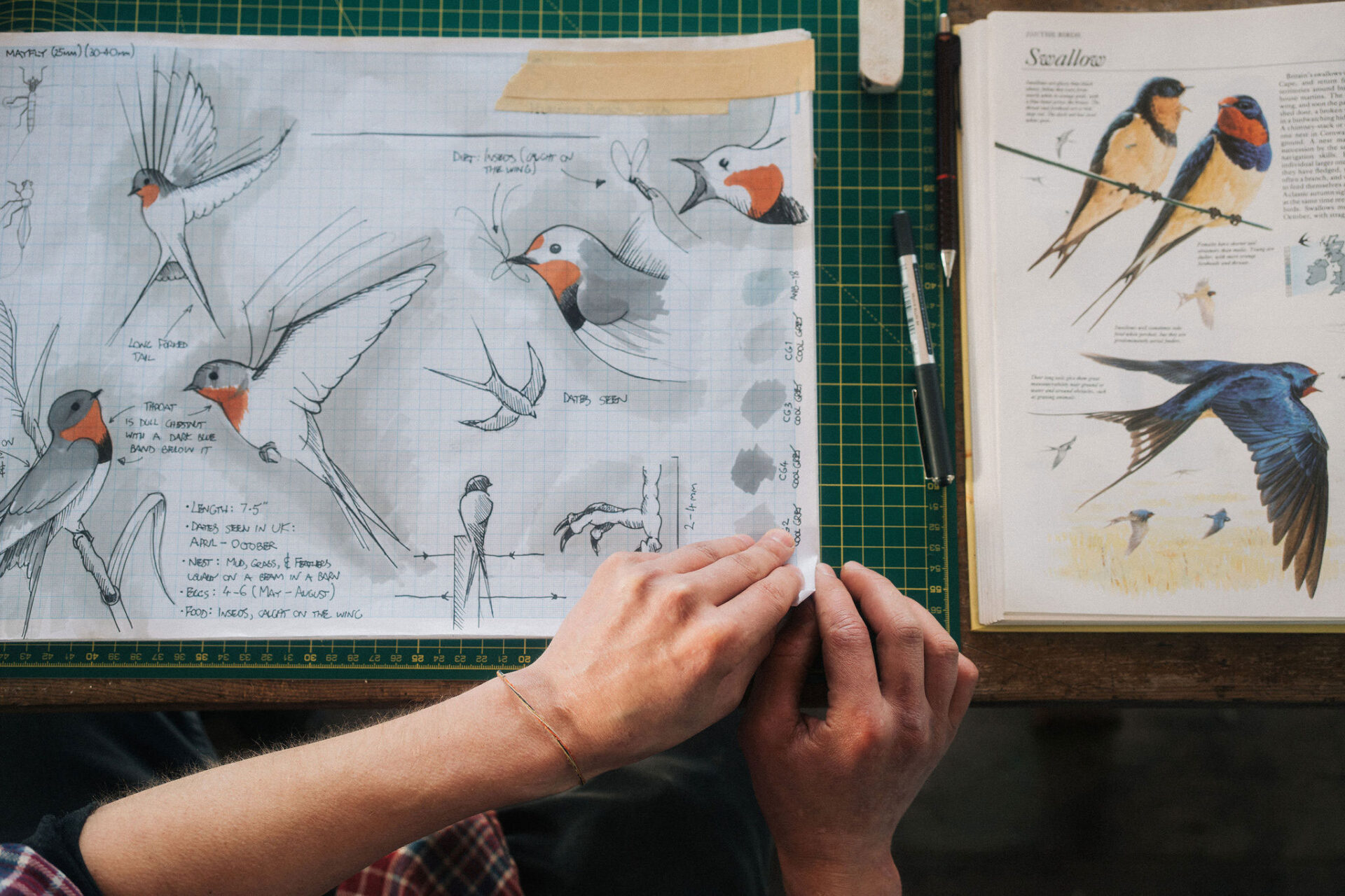 Overhead photo of an artist’s desk with barn swallow sketches and annotated research.