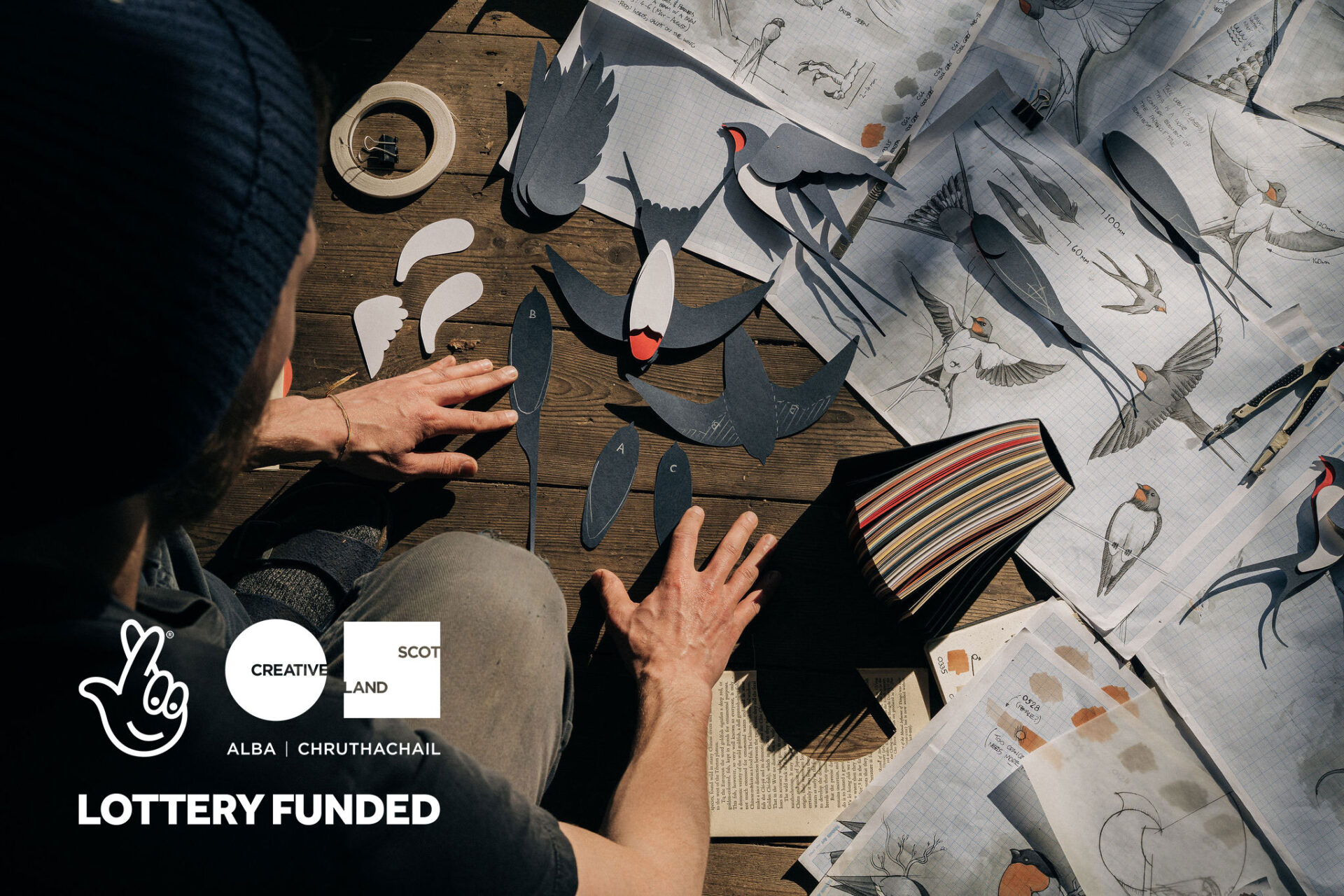 An artist in the studio surrounded by hand-drawn sketches of barn swallows.