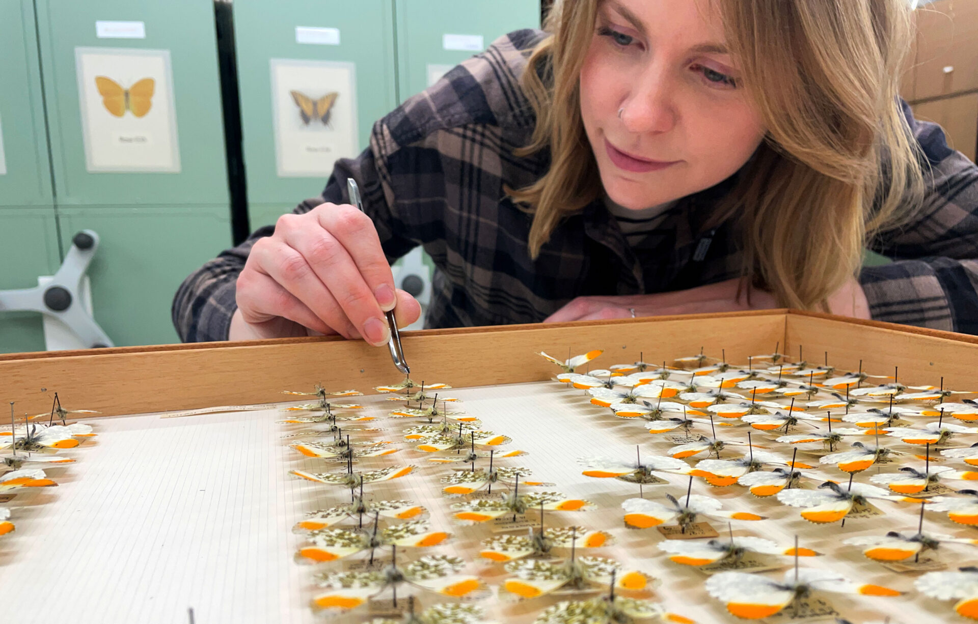 Entomologist Ash Whiffin observes a row of (male) orange-tip butterflies