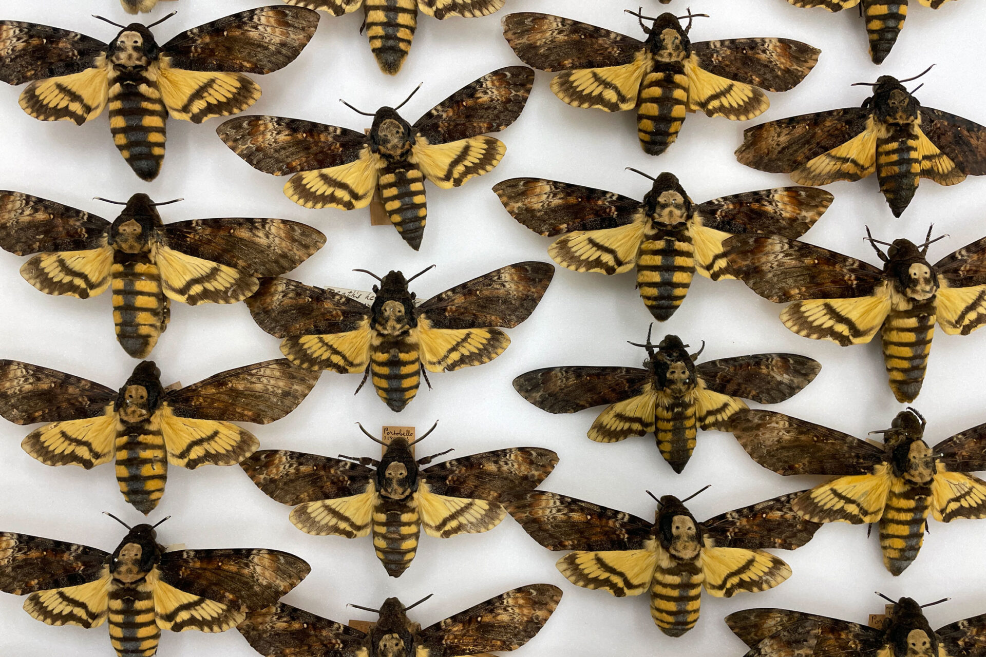 A drawer full of Death's-head hawk-moth specimens