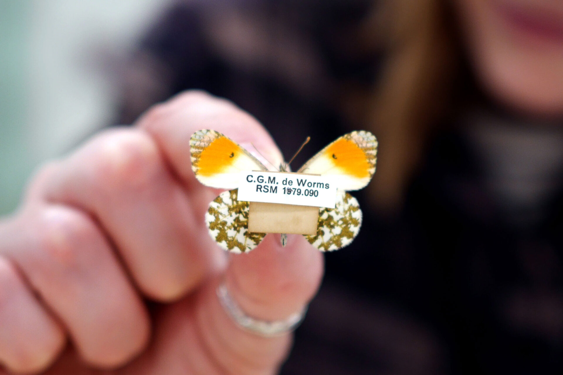 Close-up of a specimen label pinned beneath an orange-tip butterfly