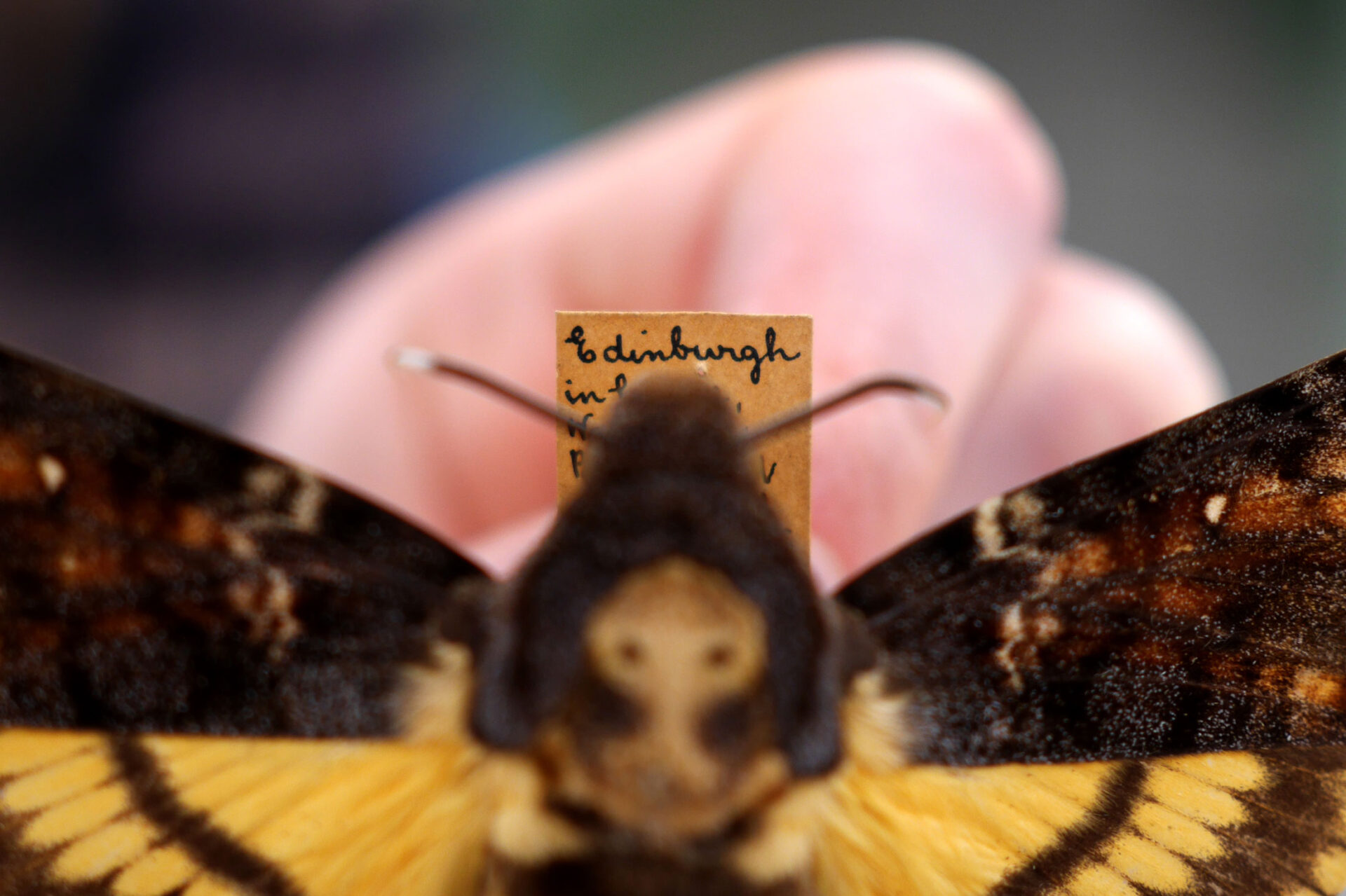 The label of a Death's-head hawk-moth specimen collected in Edinburgh
