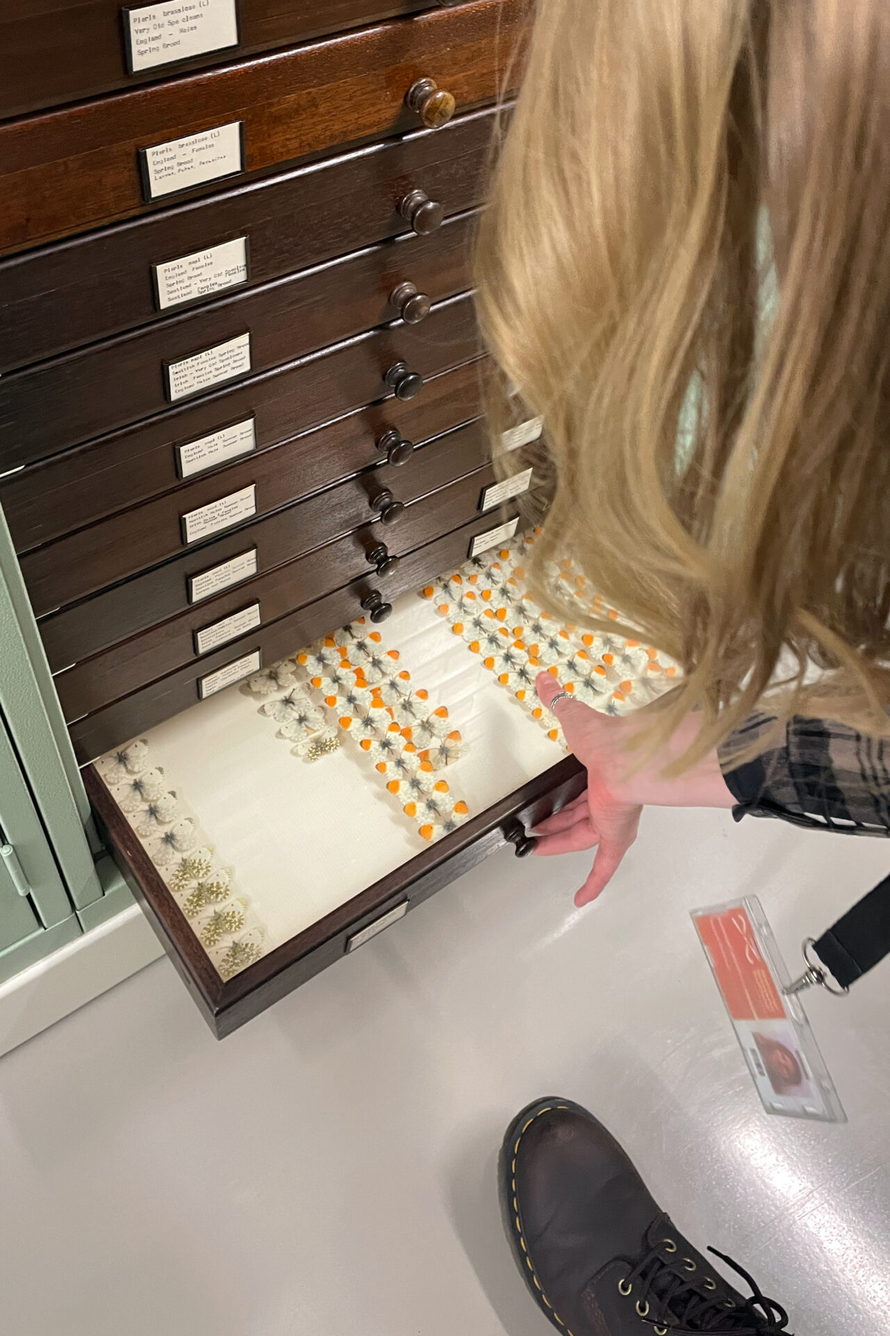 Entomologist Ash Whiffin bends down to open a long specimen drawer filled with preserved insects inside the National Museums of Scotland collections.