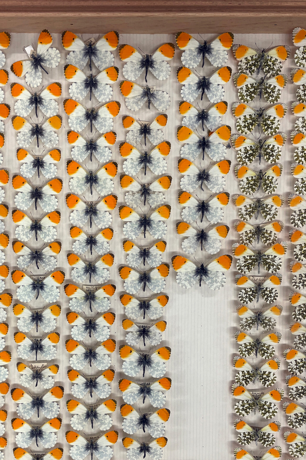 A museum drawer filled with orange-tip butterflies, carefully arranged in rows.