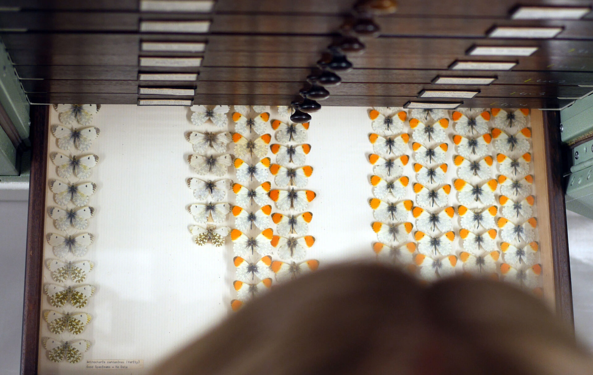 A drawer of preserved Orange-tip butterflies.