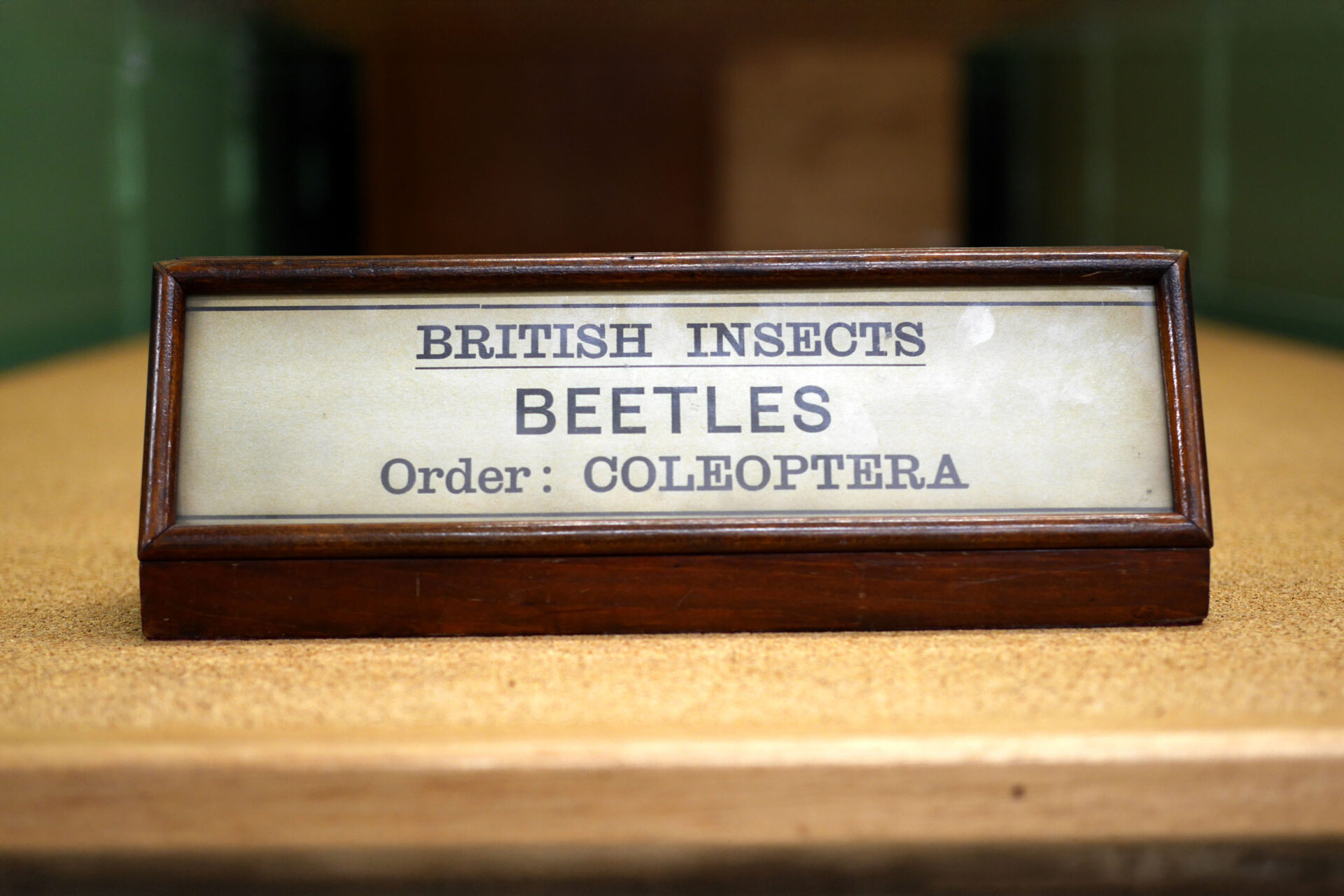 A sign for british insects in an entomology archive collection