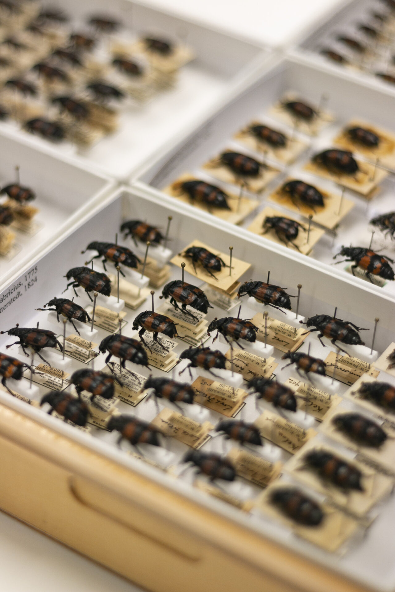 A drawer of preserved Burying beetles.