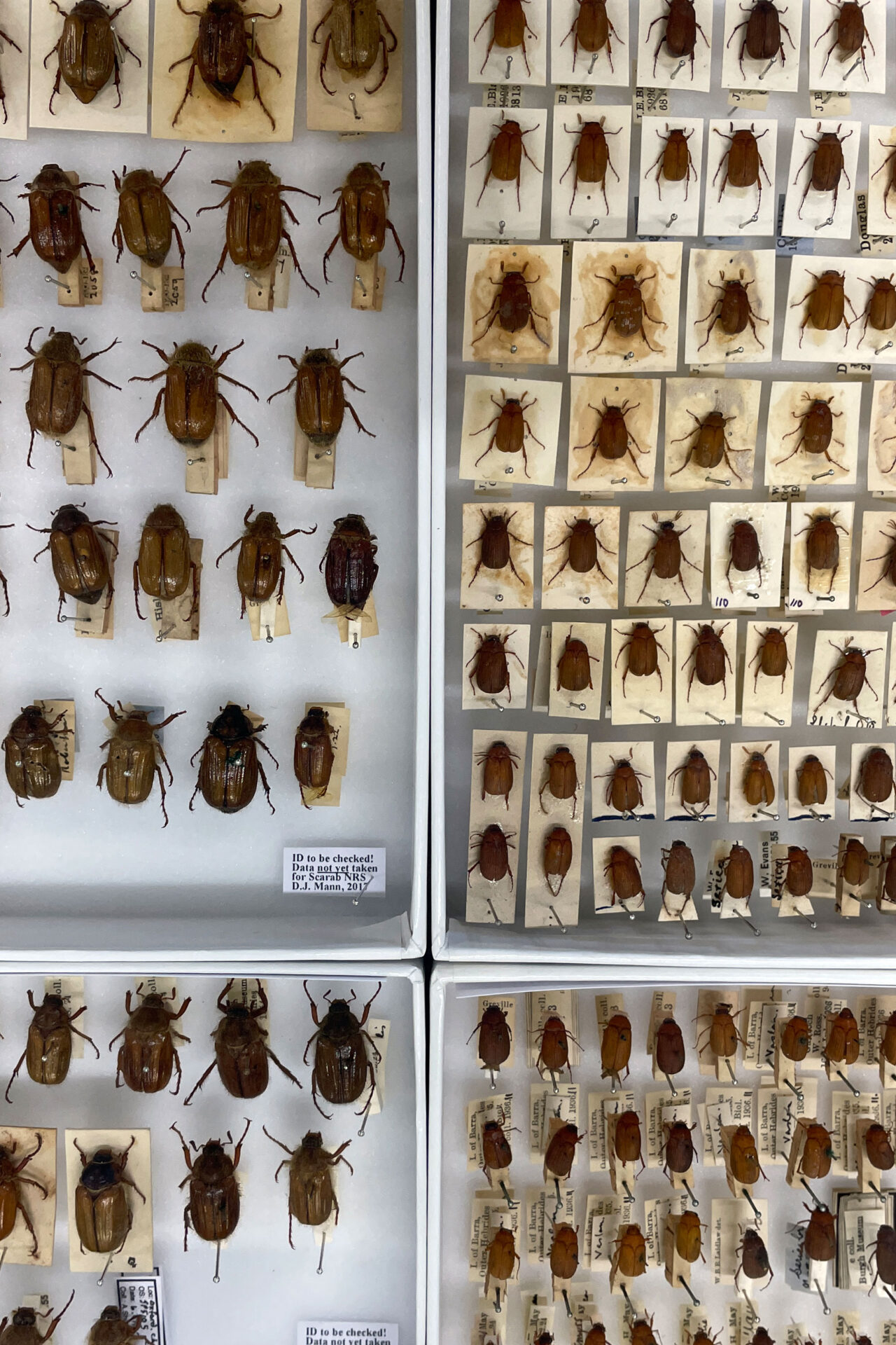Trays of British chafer beetles