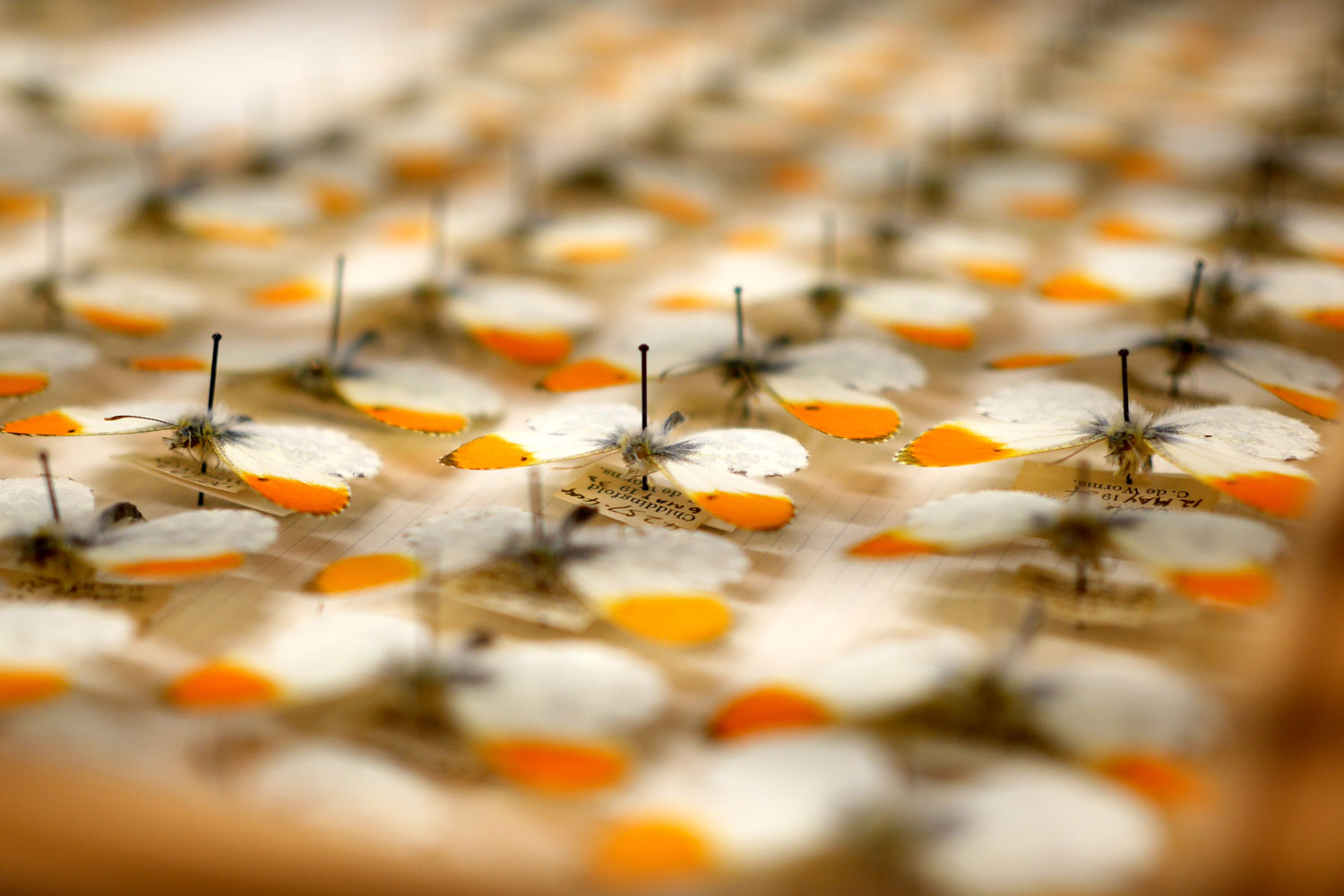Close-up of small specimen labels pinned beneath orange-tip butterflies in a museum drawer, showing species name and collection details.