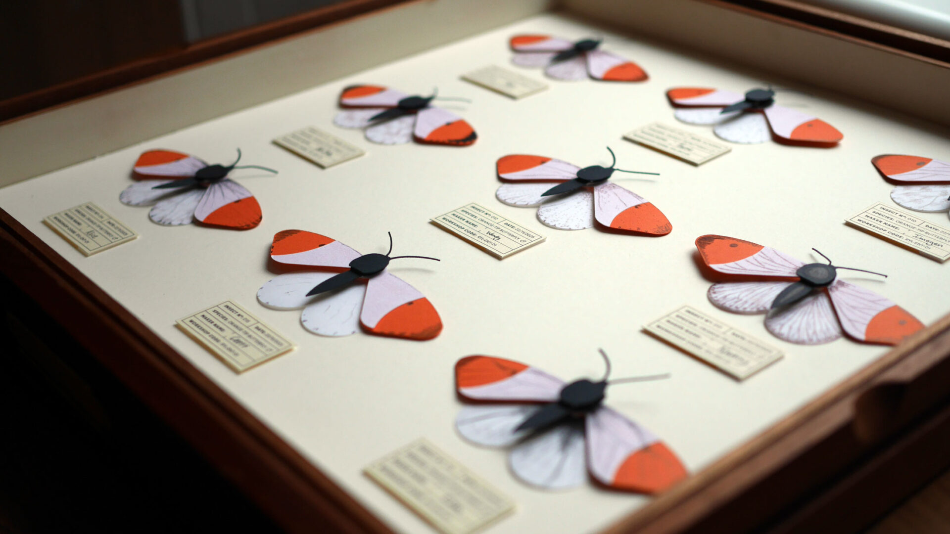 Orange-tip butterfly papercuts made in community outreach workshops, each displayed with a unique maker label inside an upcycled entomology cabinet drawer.