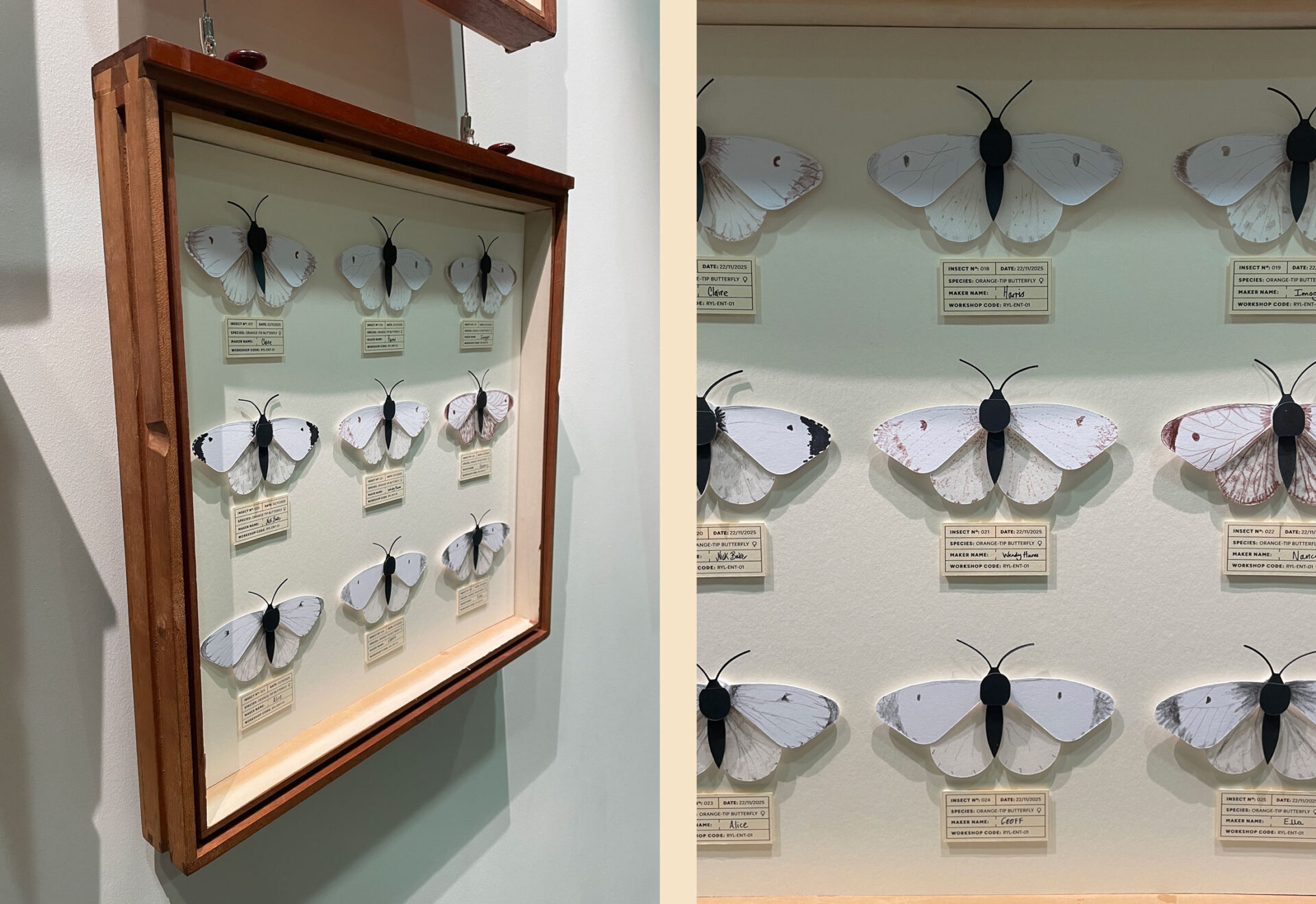 Female orange-tip butterfly papercuts made in workshops displayed alongside the artist’s work during installation.