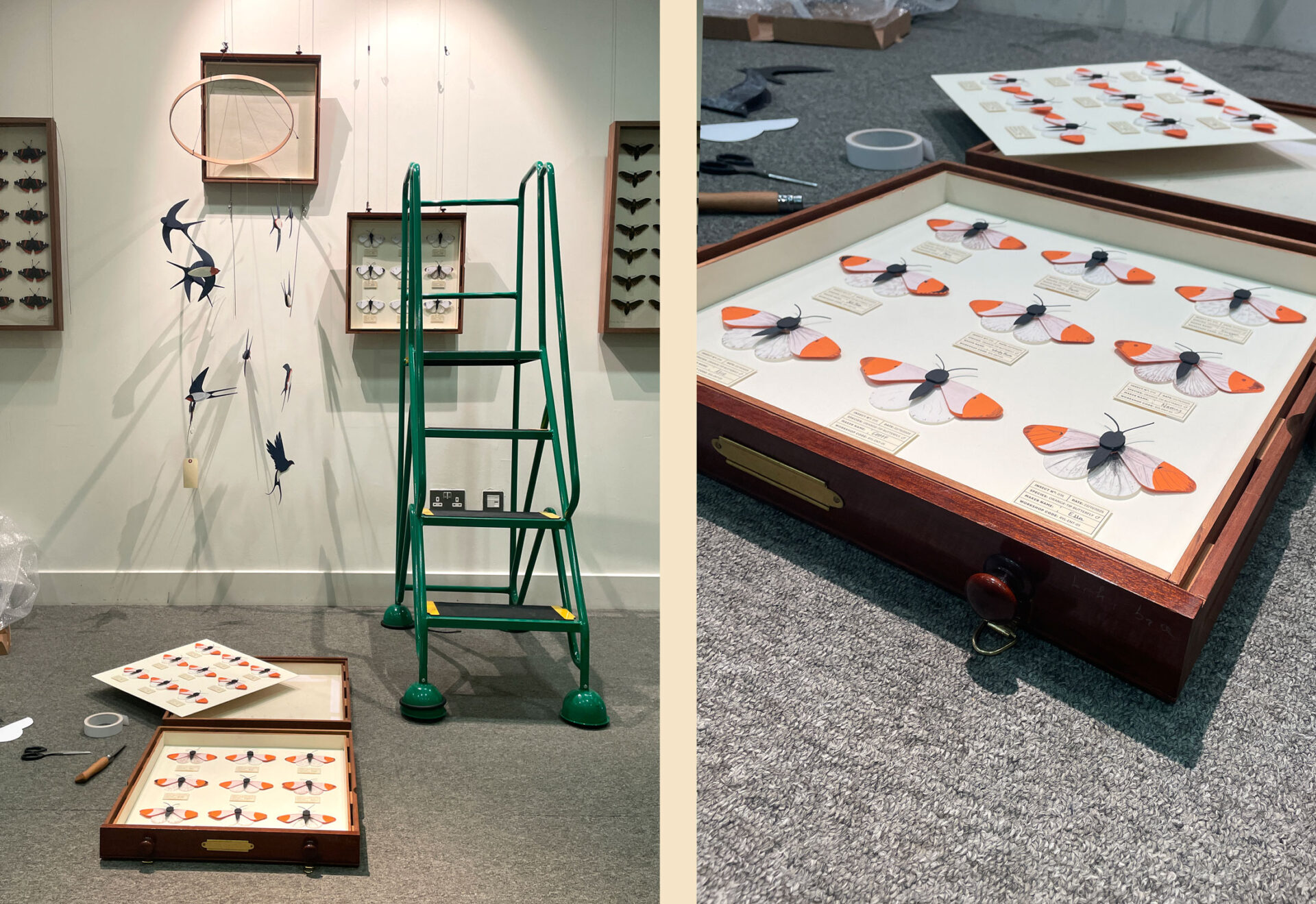 Behind-the-scenes photos of the exhibition installation process, showing a half-finished entomology drawer on the floor and a stepladder beside a partially installed wall display.