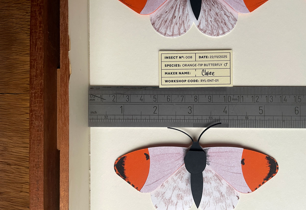 Close-up of a ruler being used to carefully position a paper butterfly within an entomology drawer during the curation process.